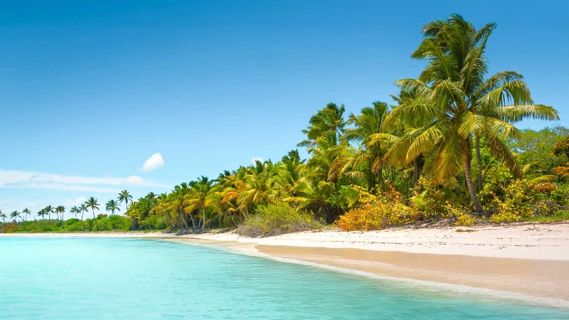 Tropical coastline with palm trees