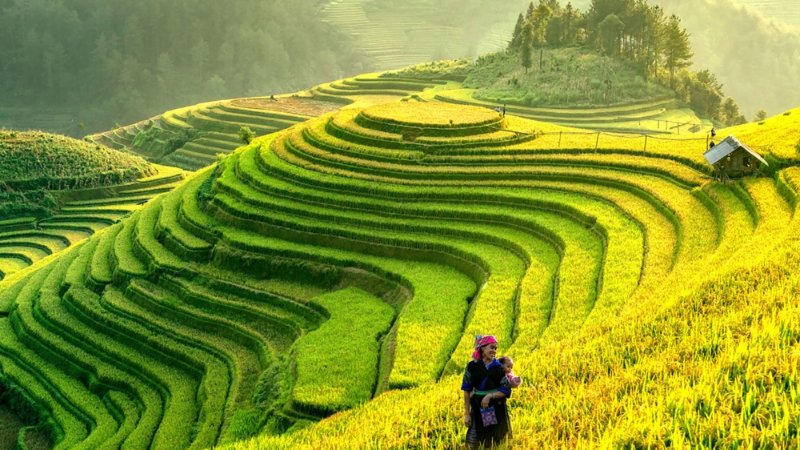 Vietnam Rice Fields