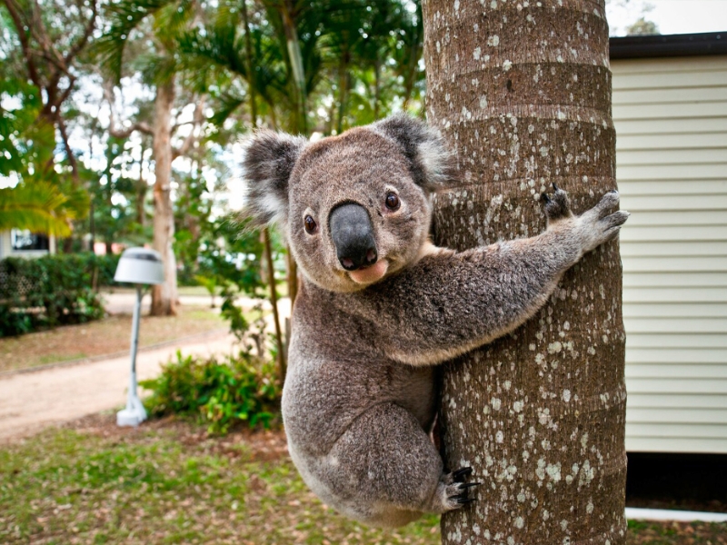 Koala