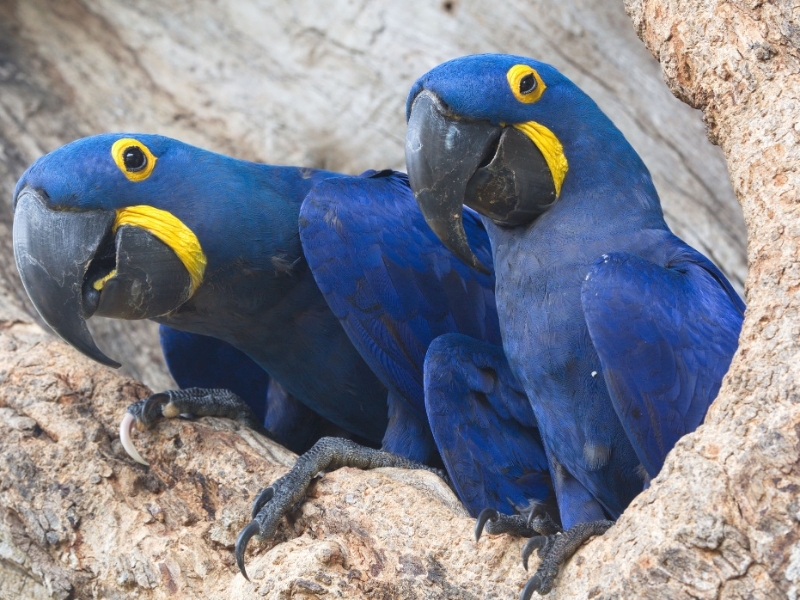Hyancinth Macaw Pantanal