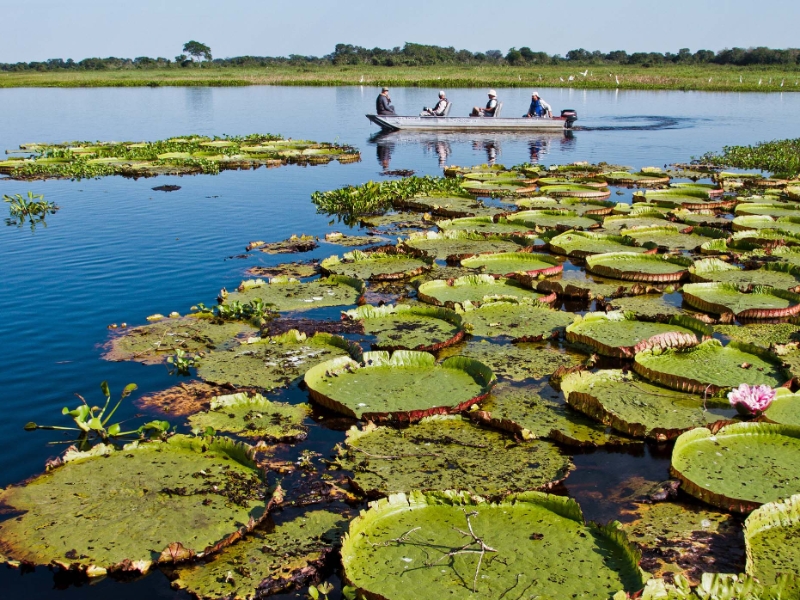 Pantanal