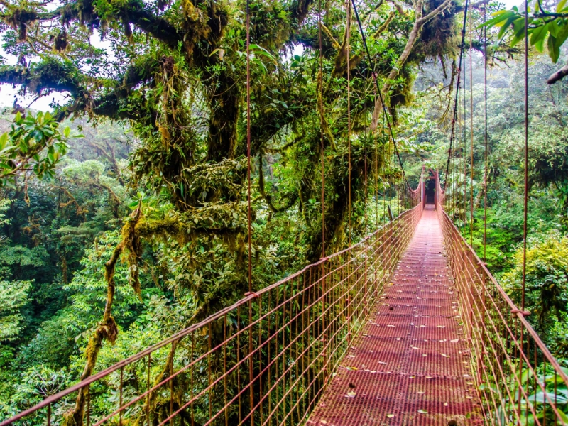 Pura Vida Experience
