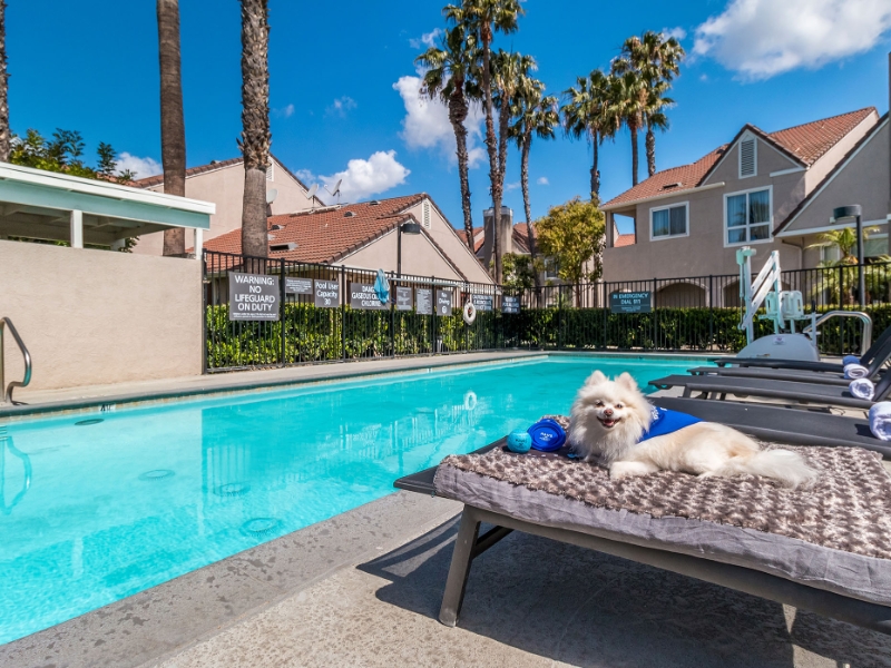 Pool Pet Friendly