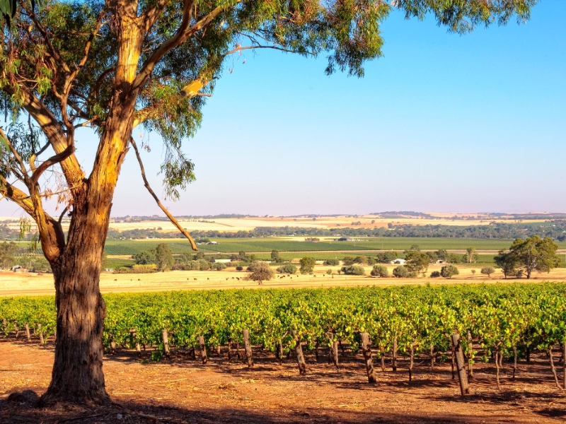 Barossa Valley