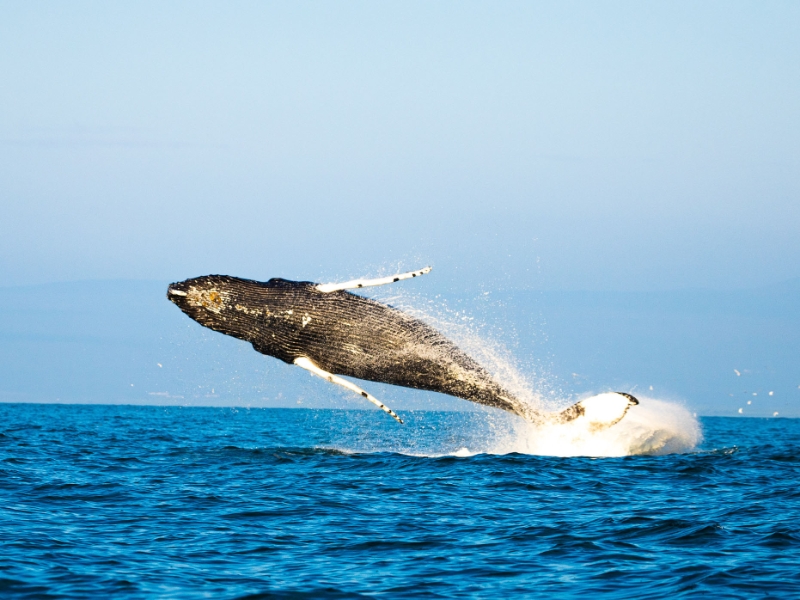 Whale Watching