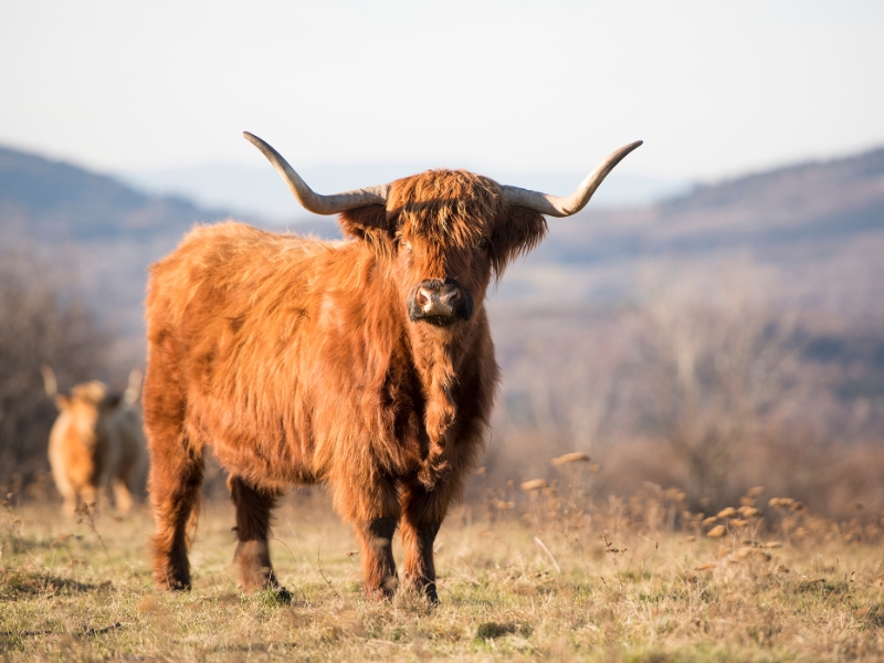 Highland Cattle Scotland
