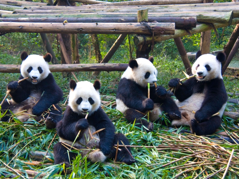 Chengdu Pandas