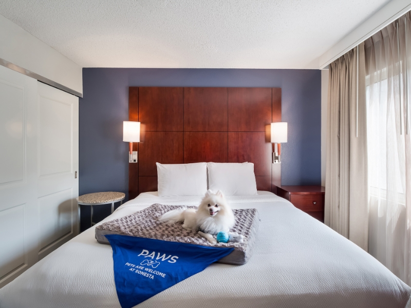 Two Bedroom Suite Two Kings Bed With Dog