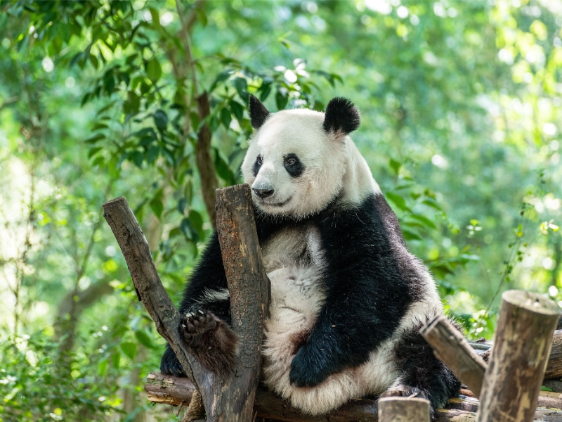 Chengdu Panda