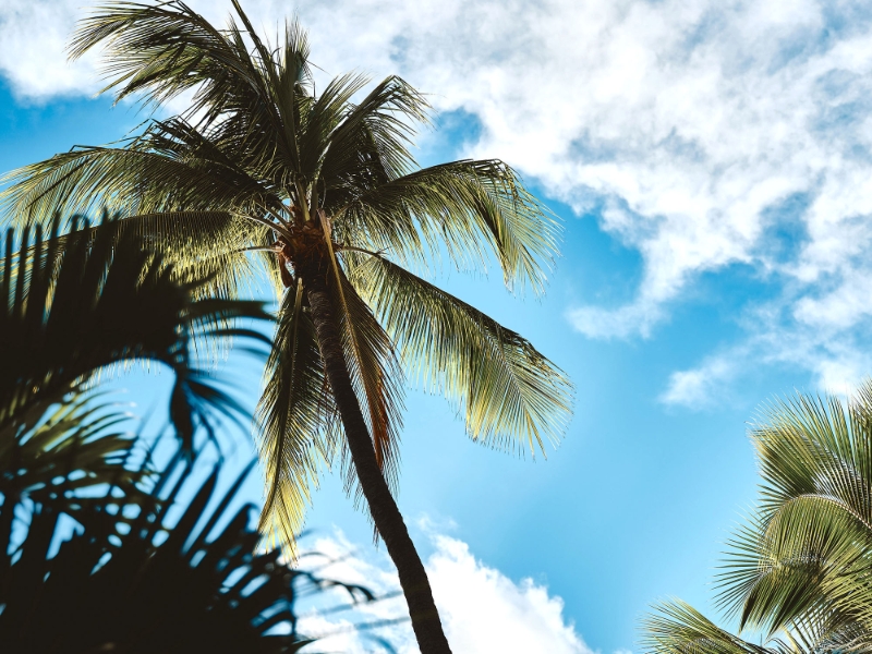Palm Tree