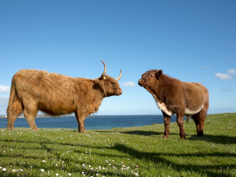 Isle of Islay