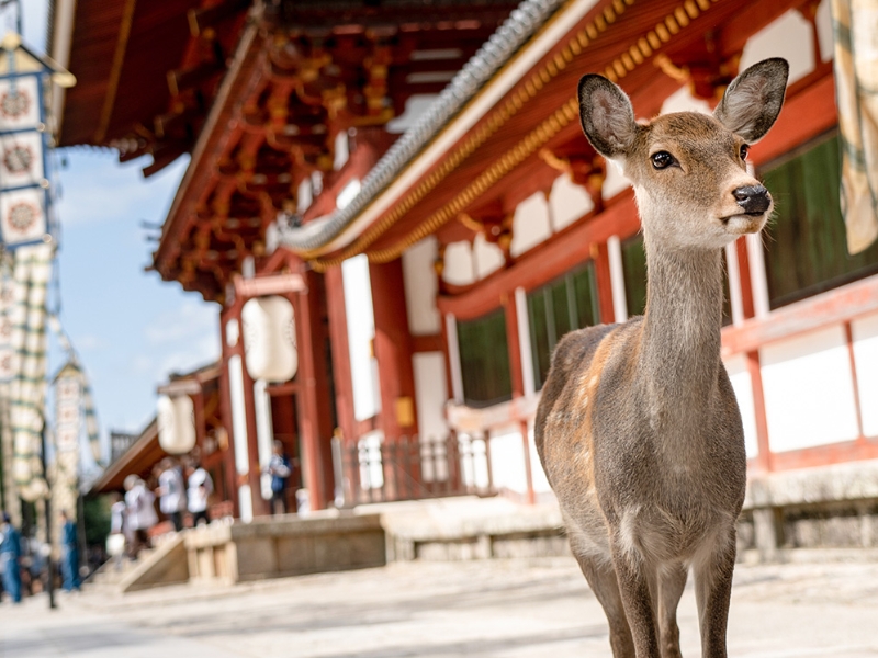 Nara Park