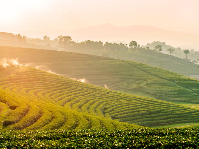 Tea Plantation Chiang Rai