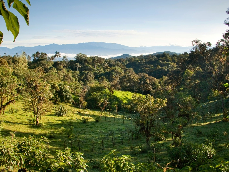 Cloud Forest Mindo
