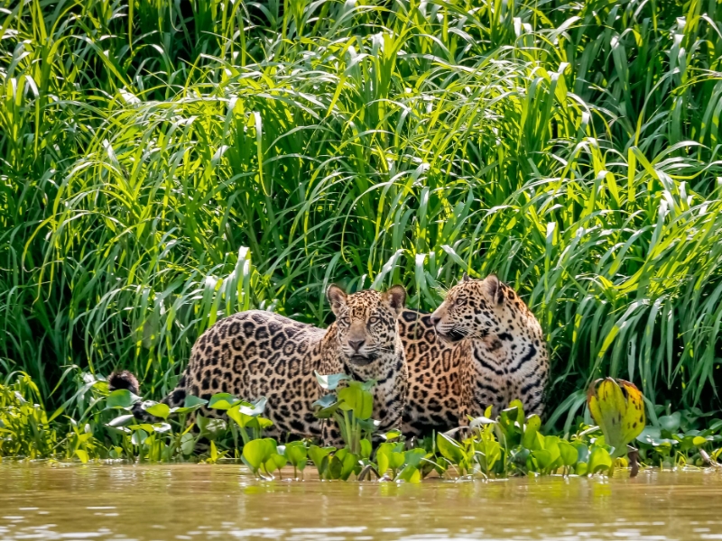 Jaguars in Pantanal Brazil