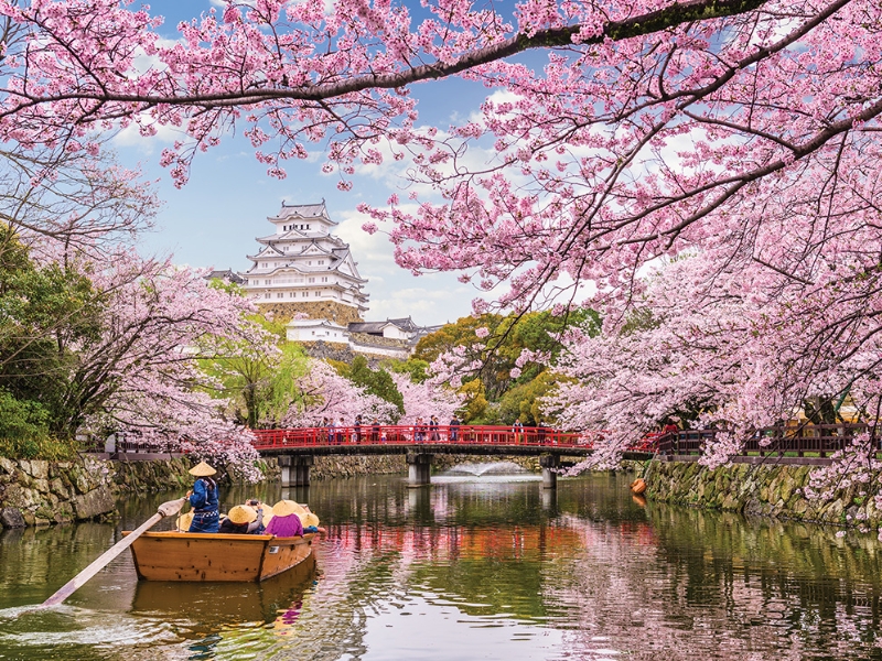 Cherry Blossom Trees