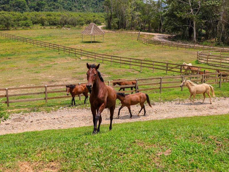 The Stables