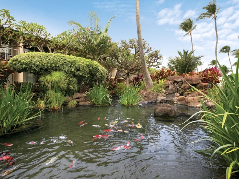 Exterior Oceanside Koi Pond