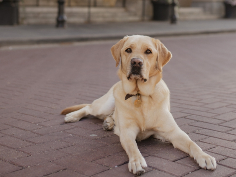Hendricks Canine Ambassador