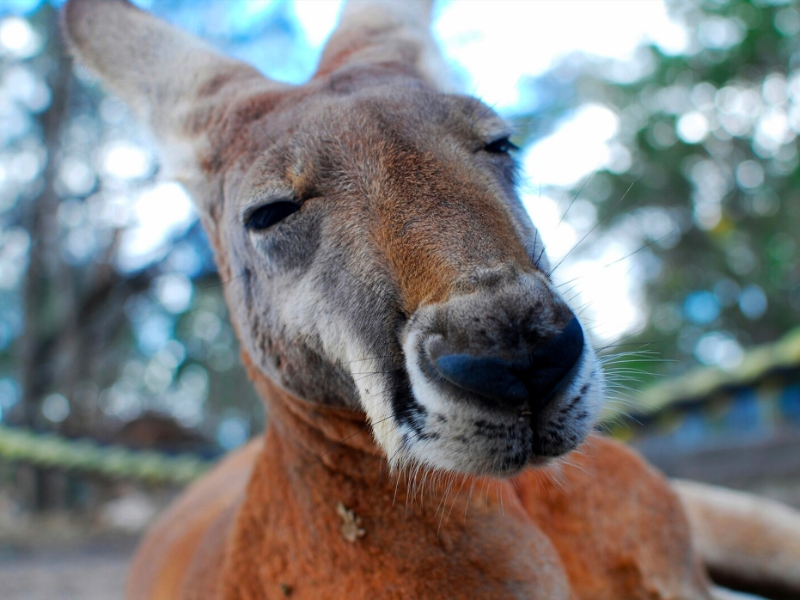 Kangaroo