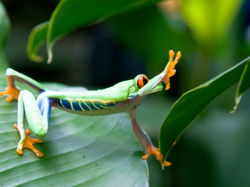 Red Eyed Tree Frog