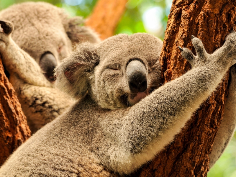 Lone Pine Koala Santuary