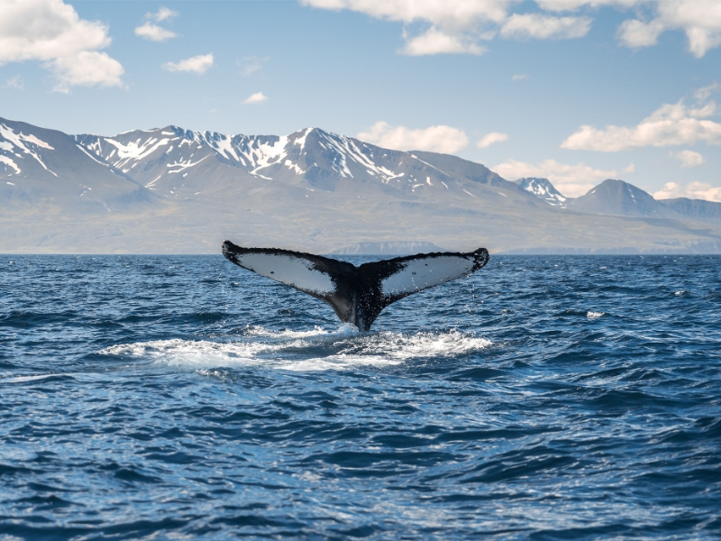 Whale Watching