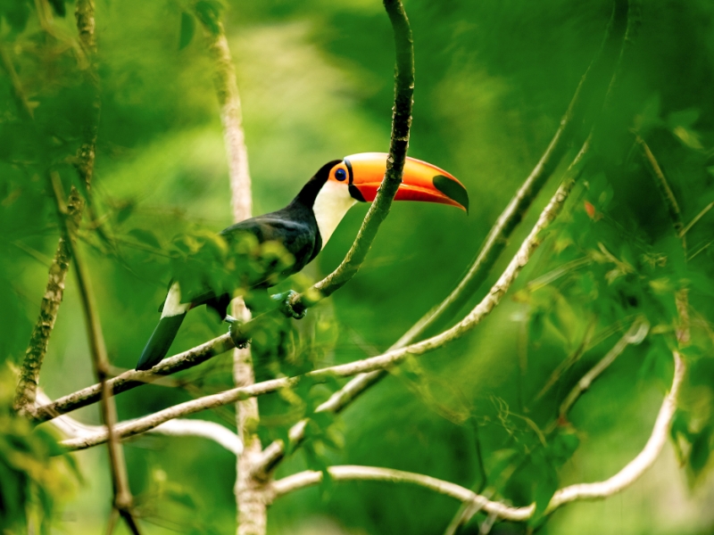 Toucan Brazil Rainforest