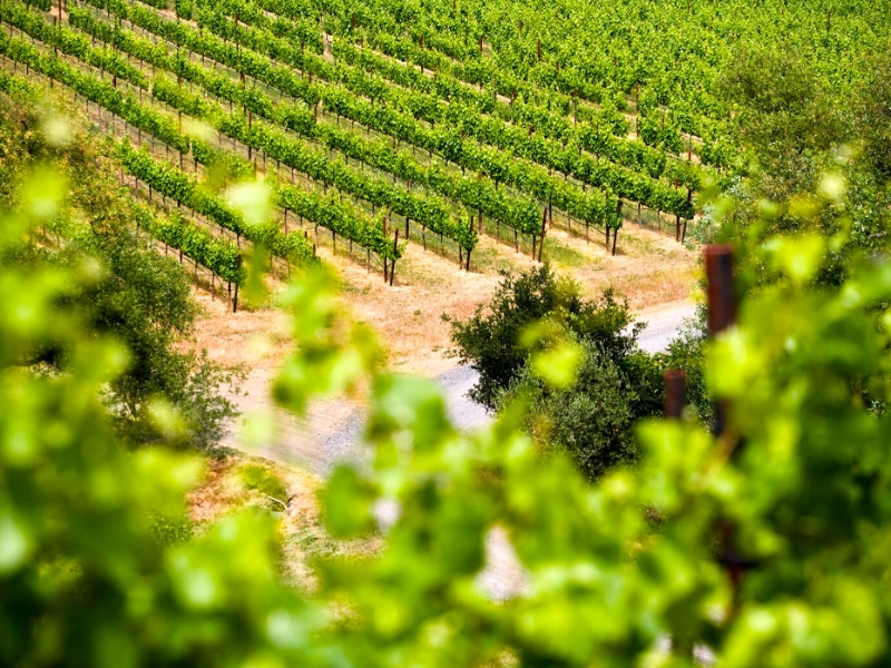 Hunter Valley Wineries