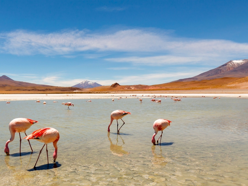 Andean Flamingos