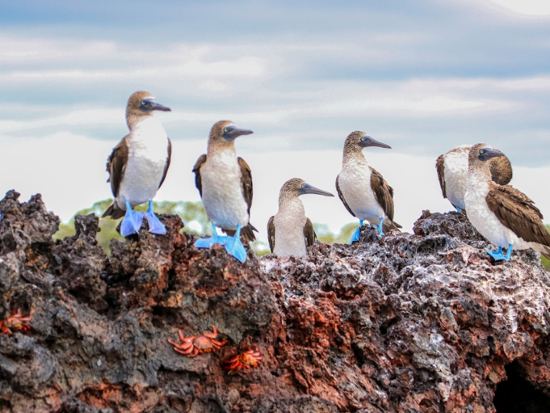 Galapagos