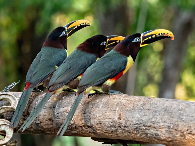Aracari Birds Pantanal