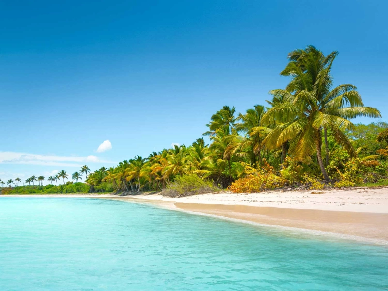 Tropical coastline with palm trees