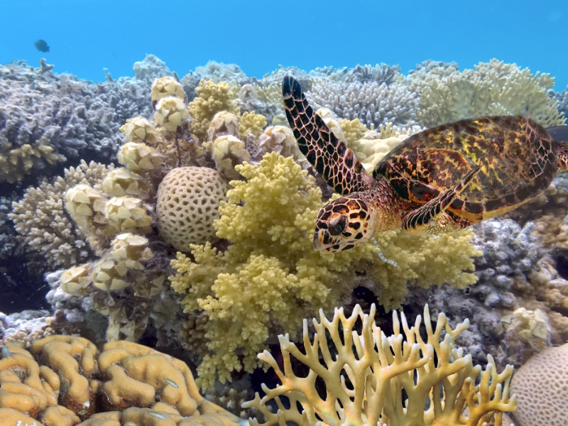 Great Barrier Reef