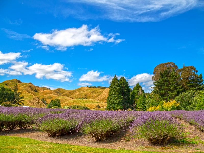 Lavender Farm Taumarunui