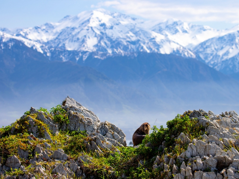 Kaikoura