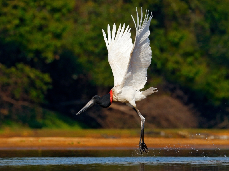 Stork Pantanal