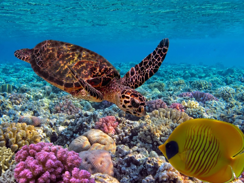 Sea Turtle Meeru Island Maldives