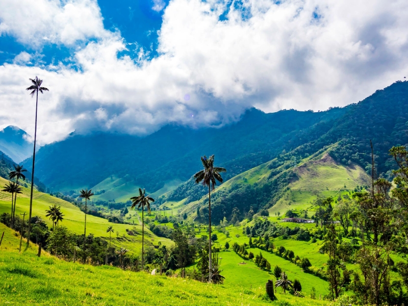 Cocora Valley