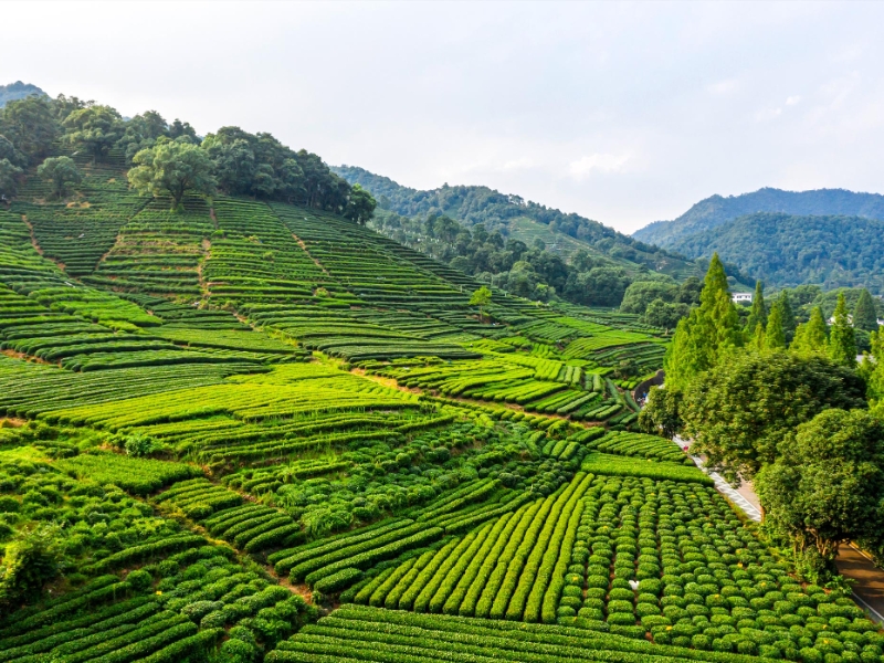 Longjing Village