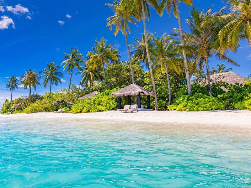 Beach Beds Palm Trees