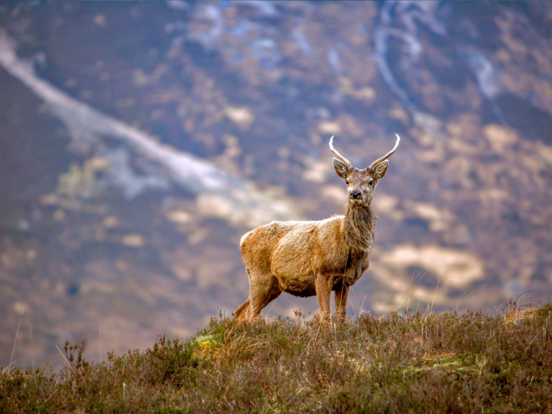 Wildlife