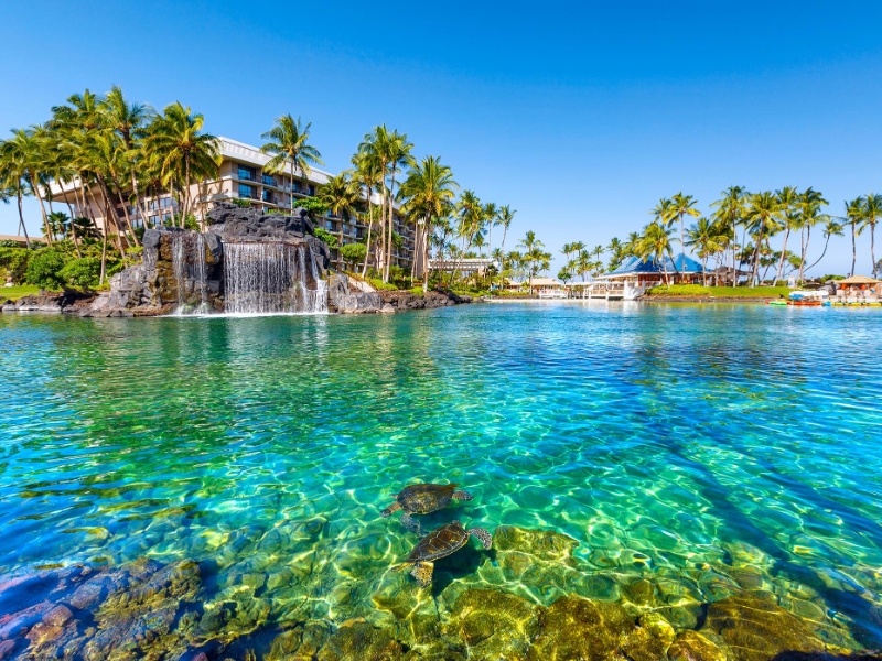 Sea Turtles in Lagoon