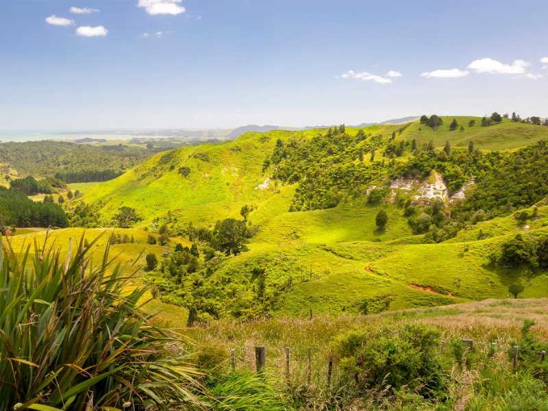 Matamata