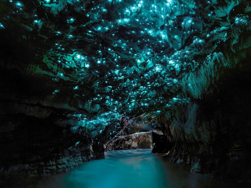 Waitomo Glowworm Caves