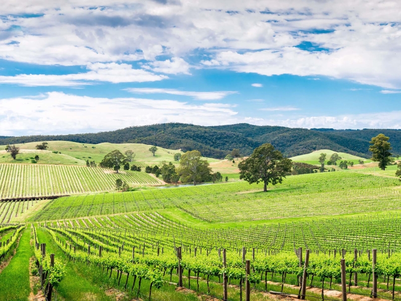 Barossa Valley 