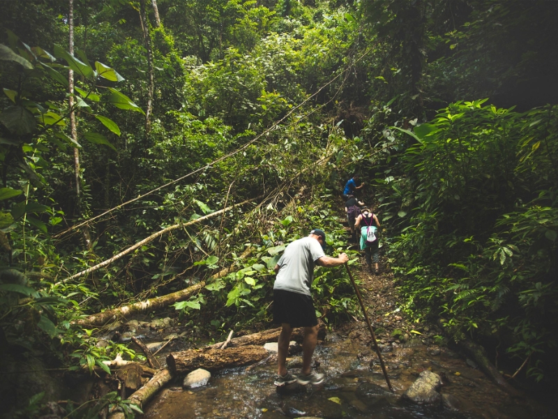 Jungle Hiking