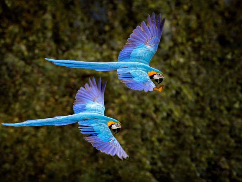 Macaw Parrots Pantanal