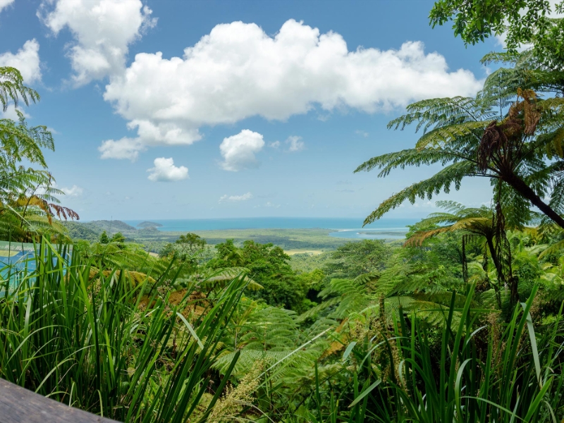 Daintree Rainforest