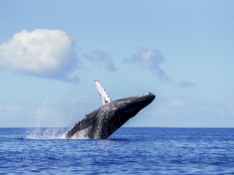Whale